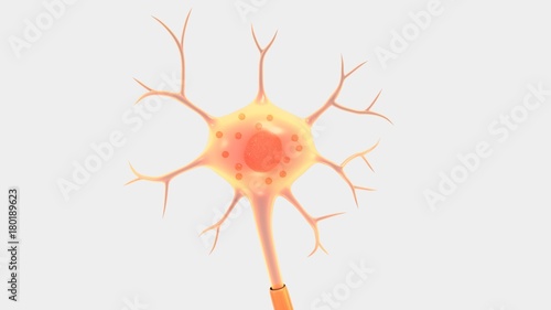 Neuron