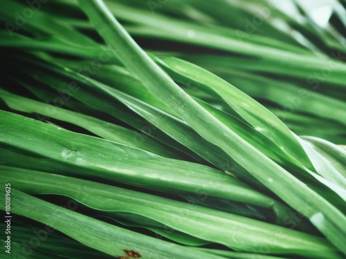 Vetiver
