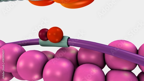 Muscle Contraction photo