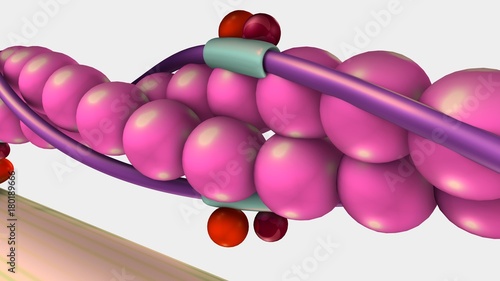 Tableau sur toile Muscle Contraction