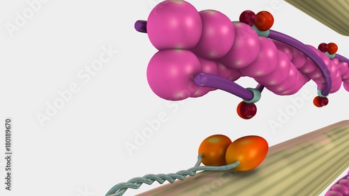 Photos Muscle Contraction