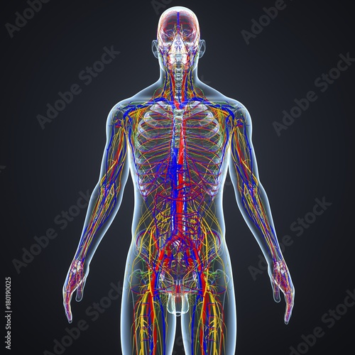 Circulatory and Nervous System with Lymph Nodes