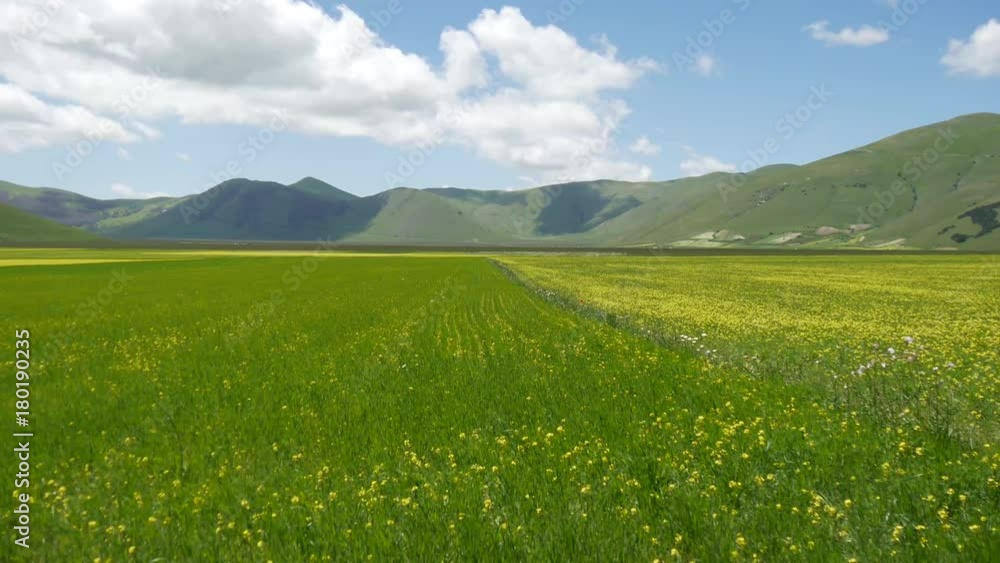 Castelluccio di Norcia fioritura delle lenticchie Castelluccio di Norcia fioritura delle lenticchie