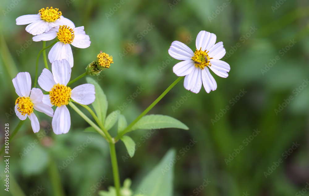 Daisy flowers in the garden are very simple but beautiful pure Daisy flowers in the garden are very simple but beautiful pure