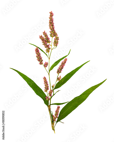 Pressed and dried flower smartweed or persicaria hydropiper, isolated