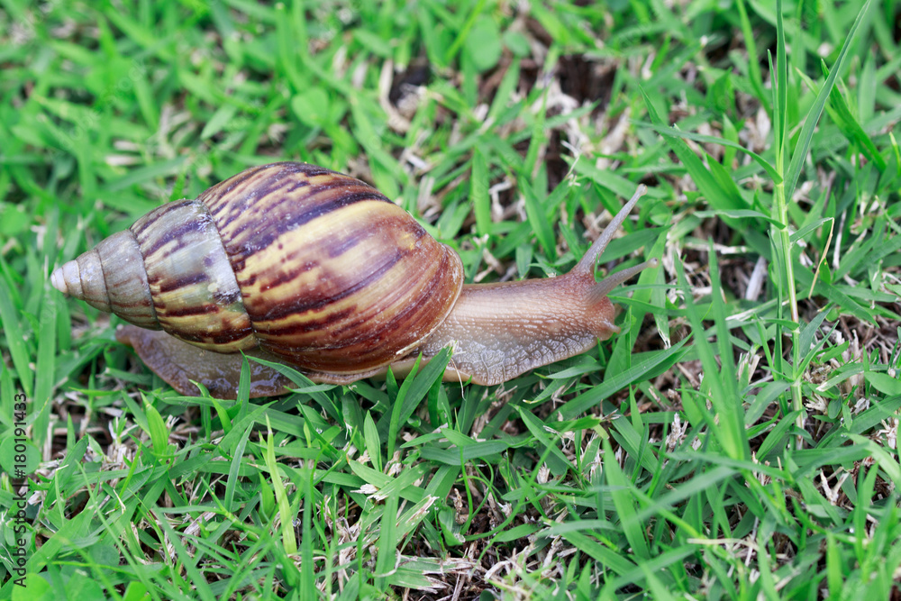 Snail on green grass, crawling slowly, reptile Snail on green grass, crawling slowly, reptile
