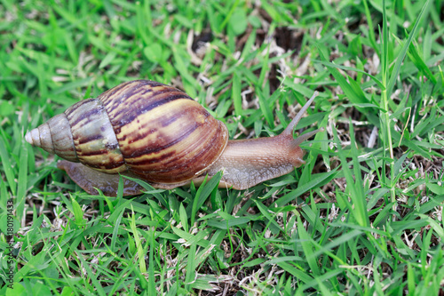 Snail on green grass, crawling slowly, reptile