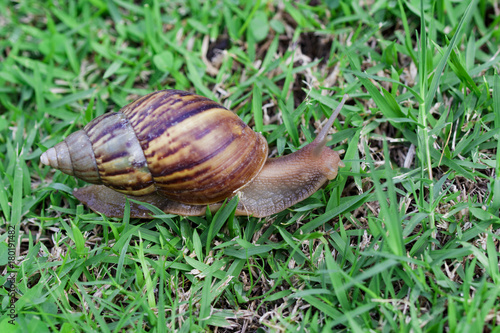 Snail on green grass, crawling slowly, reptile