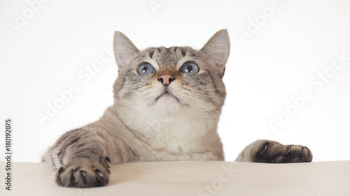 Beautiful Thai cat looking around close-up on white background