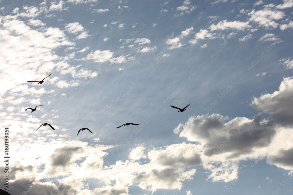 birds in flight against clouded blue gray sky birds in flight against clouded blue gray sky