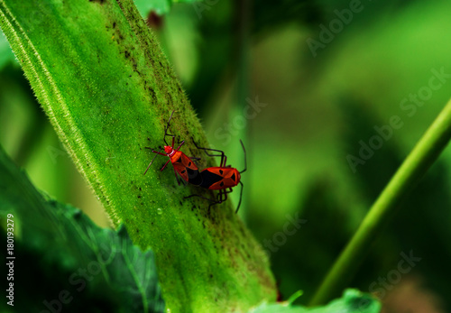 Red cotton bug , Daydercus cingulatus