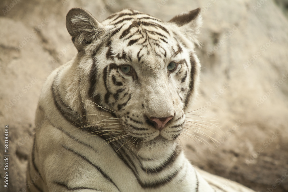 White tiger / White tiger at Chiang Mai Night Safari , Thailand White tiger / White tiger at Chiang Mai Night Safari , Thailand