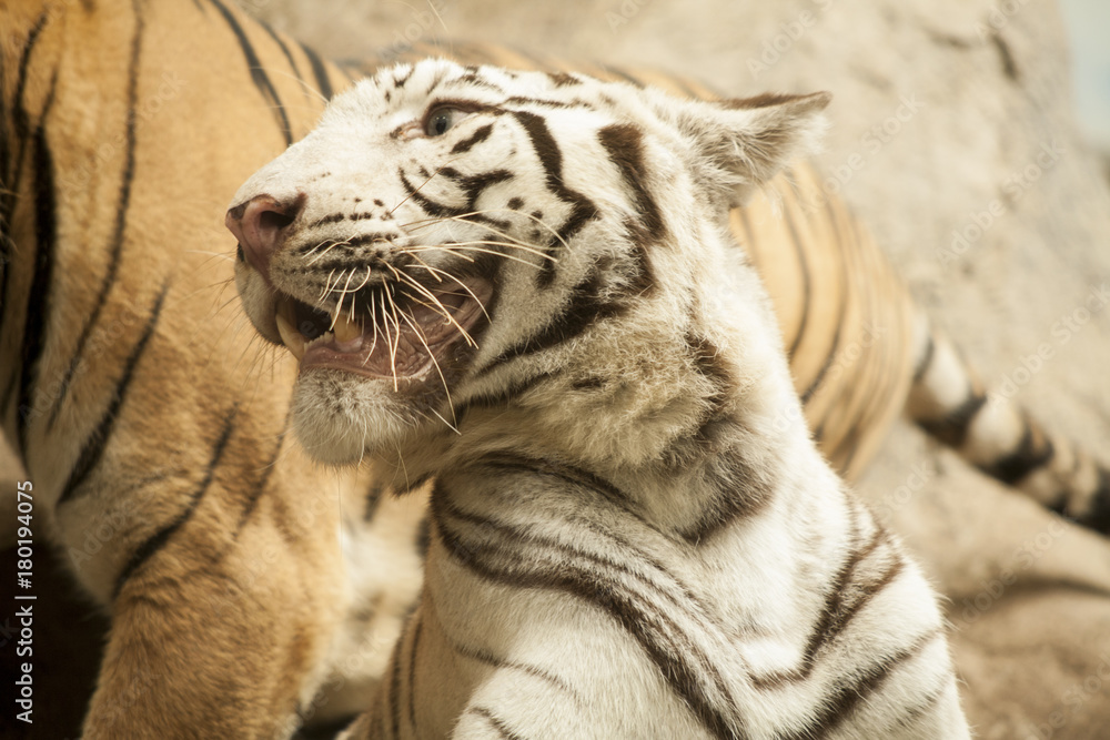 Naklejka premium White tiger / White tiger at Chiang Mai Night Safari , Thailand