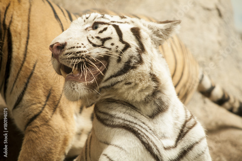 Fototapeta Naklejka Na Ścianę i Meble -  White tiger / White tiger at Chiang Mai Night Safari , Thailand