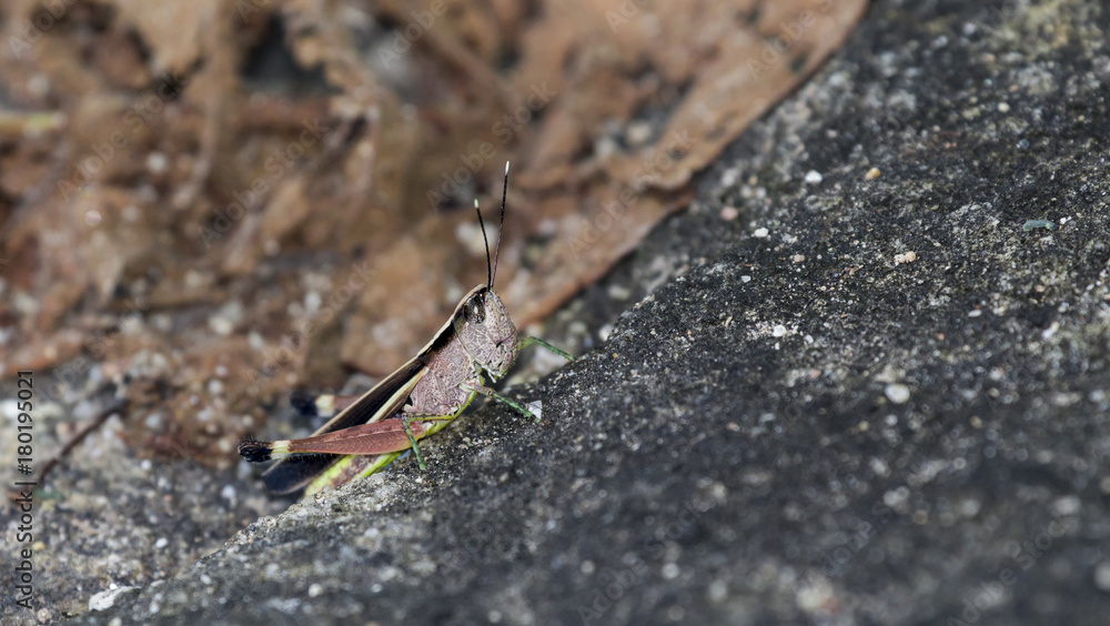 The image of the brown Grasshopper in Thailand.(Choroedocus violaceipes),Cassava Grasshopper. The image of the brown Grasshopper in Thailand.(Choroedocus violaceipes),Cassava Grasshopper.
