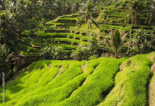 Rice terraces. The island of Bali. Indonesia.