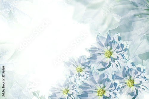 Floral turquoise-white beautiful background.  Flower composition. Greeting card for the holiday from the flowers of dahlias.  Nature.
