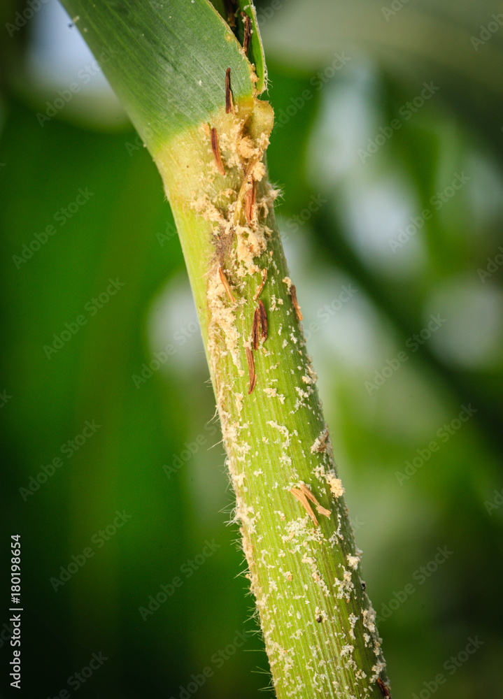 Symptom of stem borer on corn cause by Ostrinia furnacalis Symptom of stem borer on corn cause by Ostrinia furnacalis