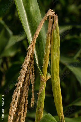 Fotografie Symptom of stem borer on corn cause by Ostrinia furnacalis