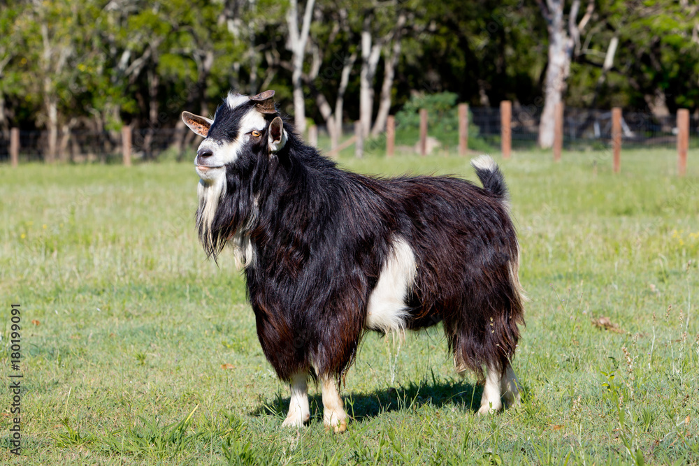 Black and White Male stud buck Goat in paddock