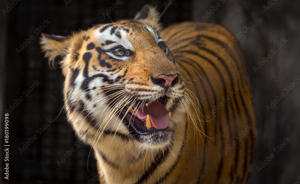 Fototapeta premium Tygrys Bengalski z bliska widok