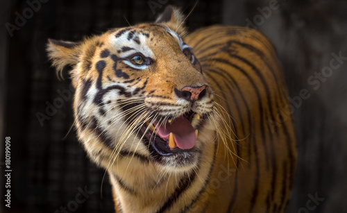 Bengal Tiger close up view