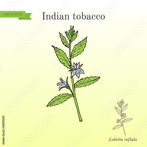 Indian Tobacco Lobelia inflata , or Asthma weed, medicinal herb