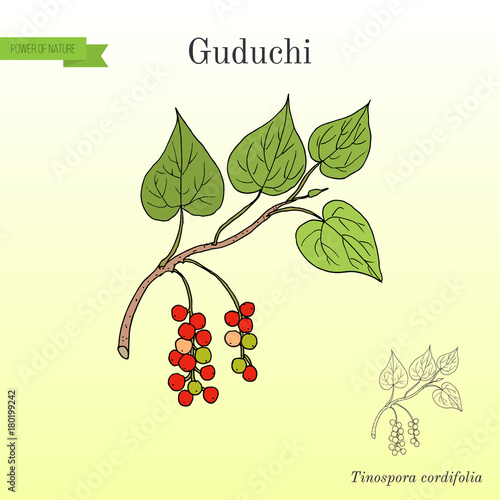 Guduchi Tinospora cordifolia , ayurvedic medicinal plant