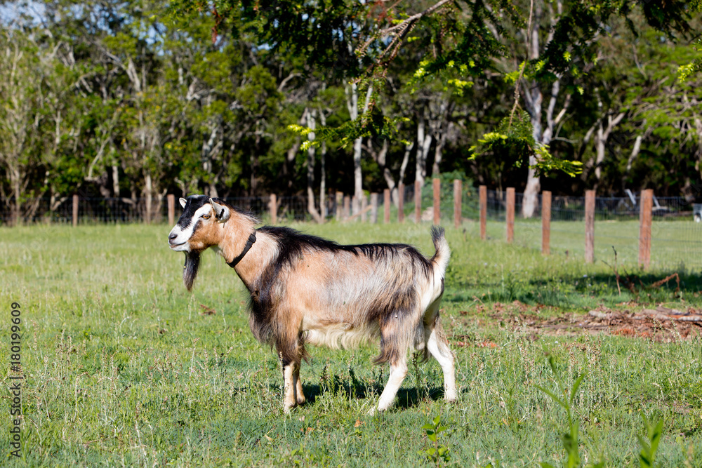 Fototapeta premium Beige Brown Male stud buck Goat