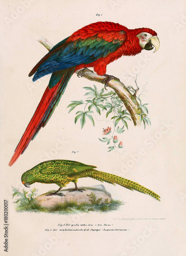 Illustration of birds. photo