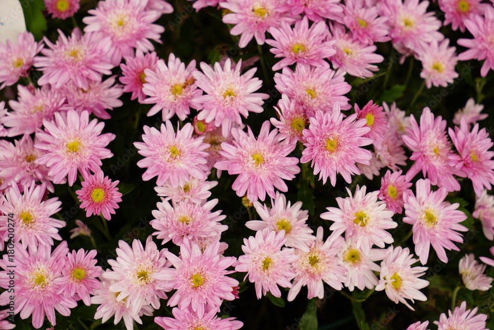 Fototapeta premium キクの花
