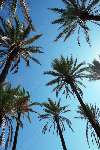 High date palm trees against the background of the sunny blue sky.