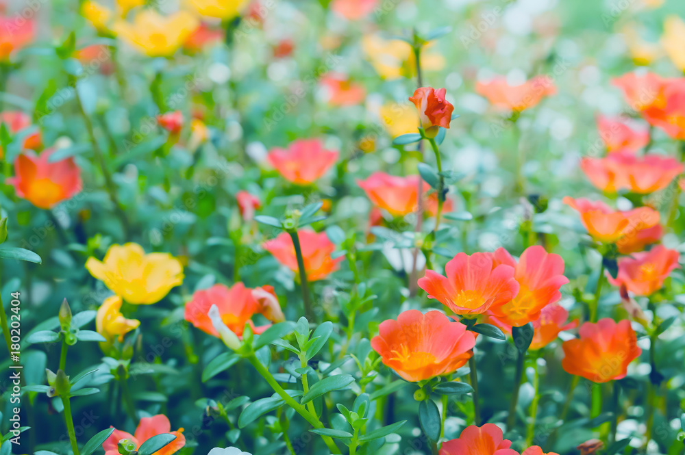 soft focus spring orange and pink flower background soft focus spring orange and pink flower background