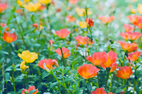 soft focus spring orange and pink   flower background © Alex395
