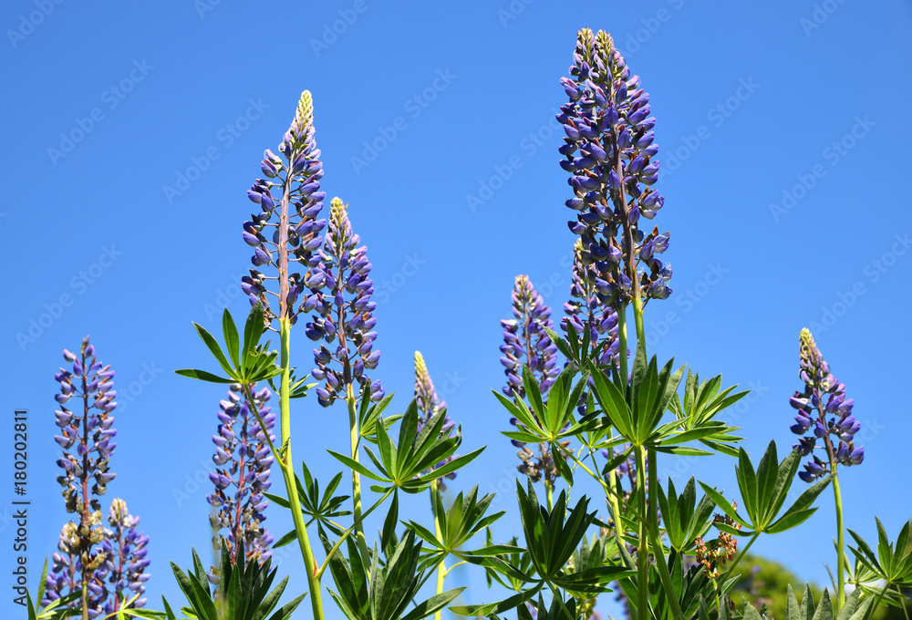 Lupine flowers with blue sky at the background. Lupine flowers with blue sky at the background.