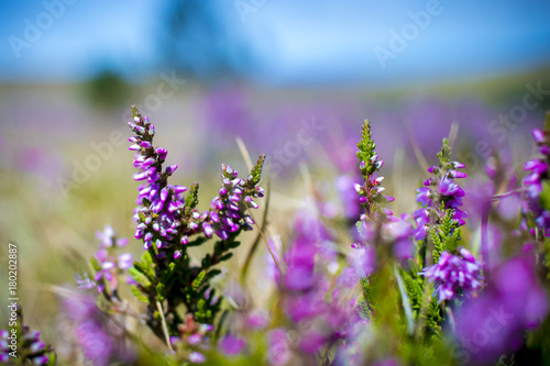 Beautiful purple heather flower in bloom, Heather Flowers in Cevennes French National Park