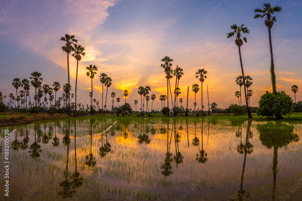 Naklejka premium Sugar palm trees on twilight sunset time