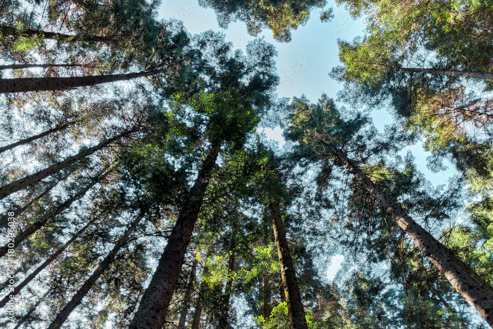 Fototapeta premium forest trees. nature green wood sunlight backgrounds