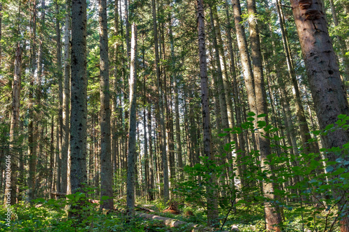 Fototapeta Naklejka Na Ścianę i Meble -  autumn forest trees. nature green wood sunlight backgrounds
