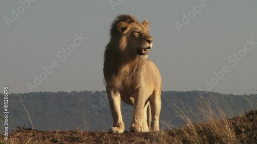 A big male lion watches his territory from a high point in masai mara.