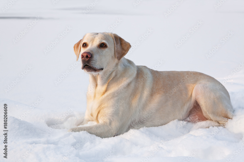 Лабрадор лежит на снежной поляне зимой.
