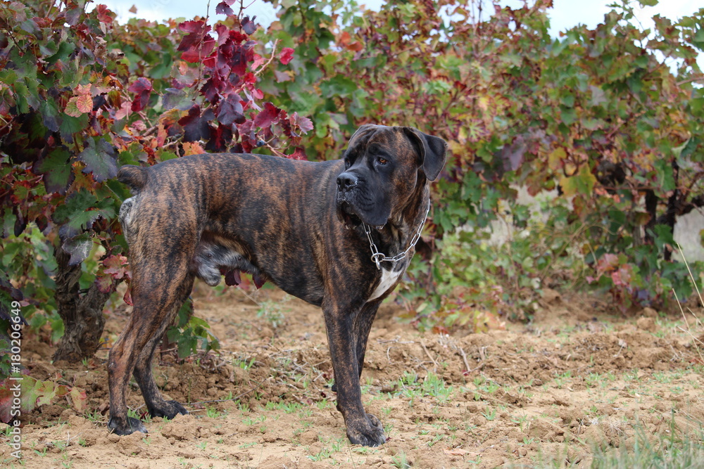 chien cane corso devant une vigne en automne