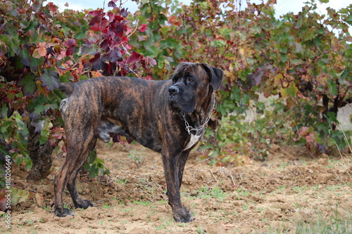 chien cane corso devant une vigne en automne © canecorso