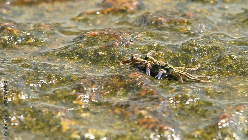 Crab crawling on a rock near sea and searching for food. the Crab sending food into its mouth using claws. Phuket island, Thailand. Crab crawling on a rock near sea and searching for food. the Crab sending food into its mouth using claws. Phuket island, Thailand.