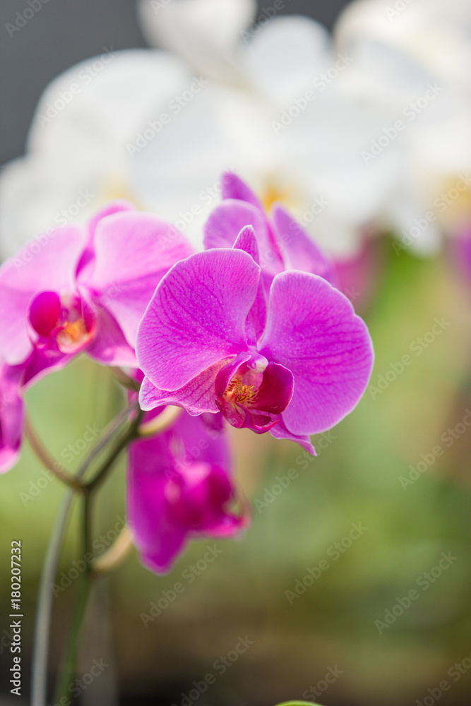 orchid flower orchid flower