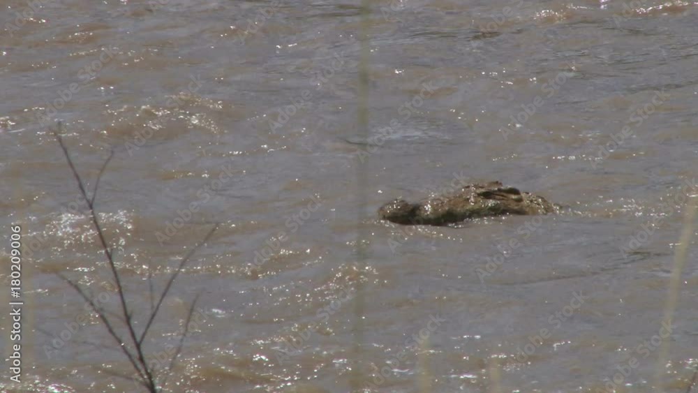 A crocodile intercepts some wildebeests crossing mara river. A crocodile intercepts some wildebeests crossing mara river.