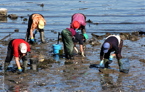 Shellfish pickers, searchers Shellfishers, In the Ferrol estuary, A Coruña, Galicia, Spain, Europe, looking for clams, razors and cockles in the mud.  photo