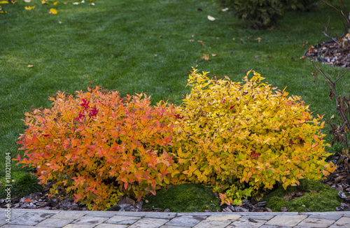 Spirea trimmed in the shape of a ball with yellow leaves in an autumn garden