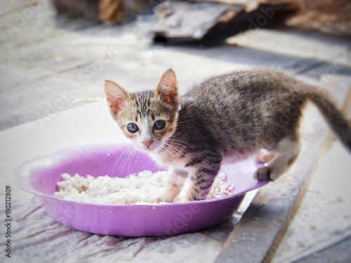 Kitten in the foot is sitting in the rice dish. With suspense, focus on the face and blur the background.