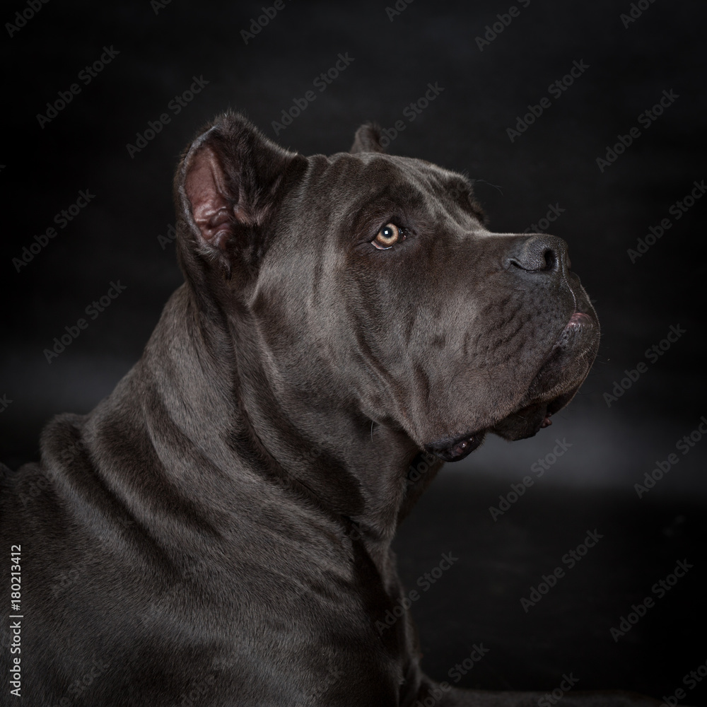 Cane corso, black dog on the black background Cane corso, black dog on the black background